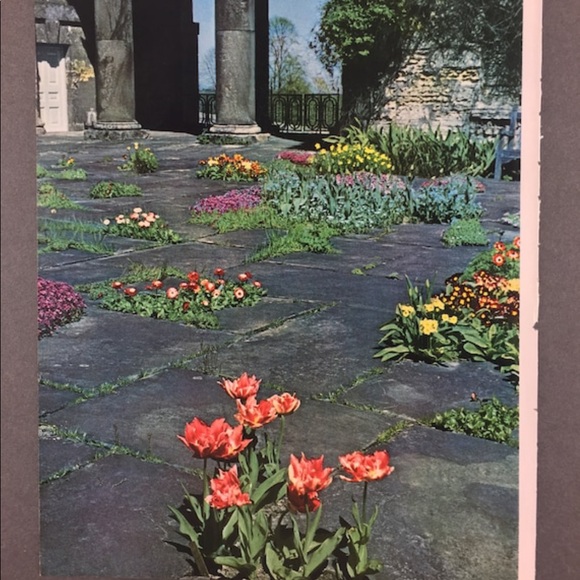 ! 1 Page/2 Sides From VTG 1951 Photography Book, Tulips, Braham Park England - Picture 2 of 5